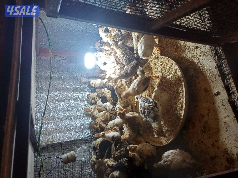 للببع فقاسة وصيصان3