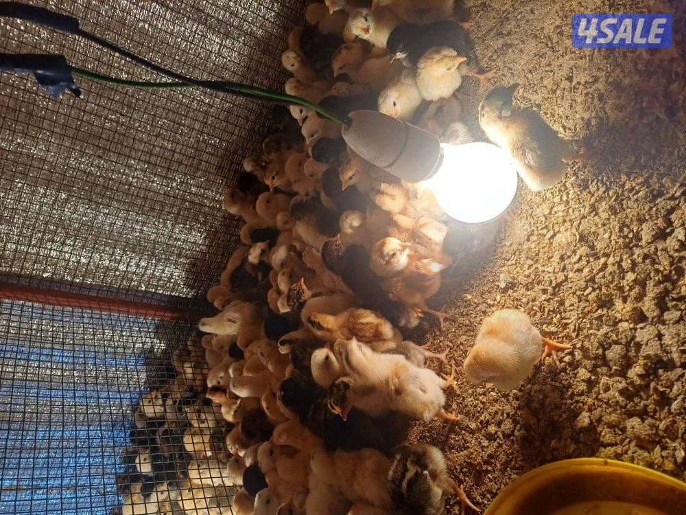 للببع فقاسة وصيصان5