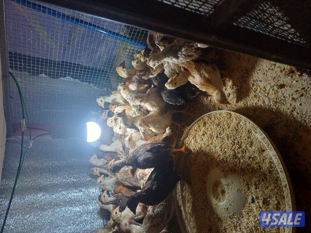 للببع فقاسة وصيصان4