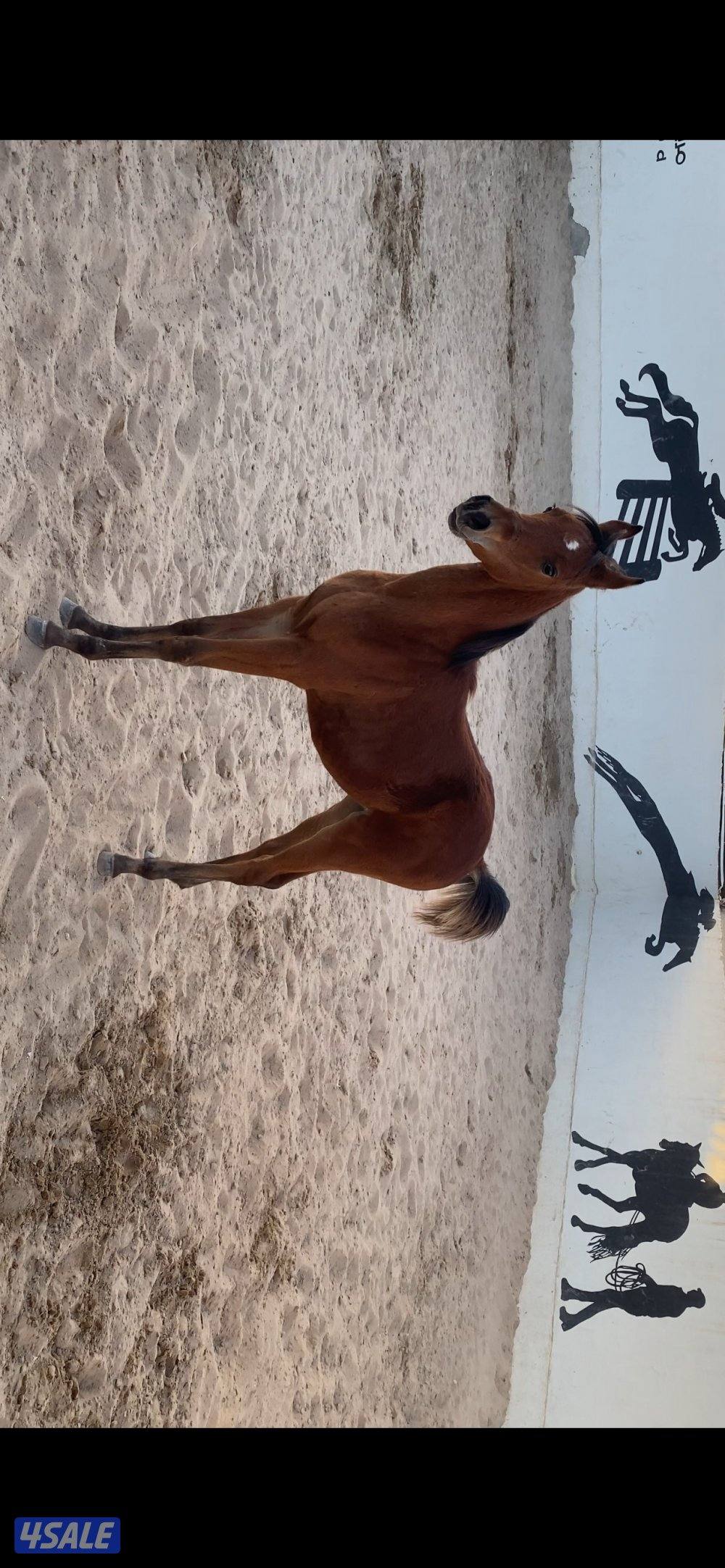 فرس مصرية مع المهر4