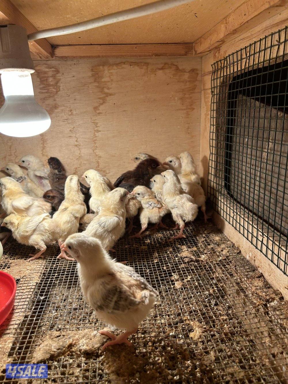 للبيع فروخ ( عربي - دندراوي - فيومي )0