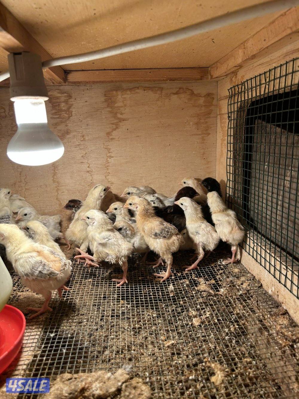 للبيع فروخ ( عربي - دندراوي - فيومي )1