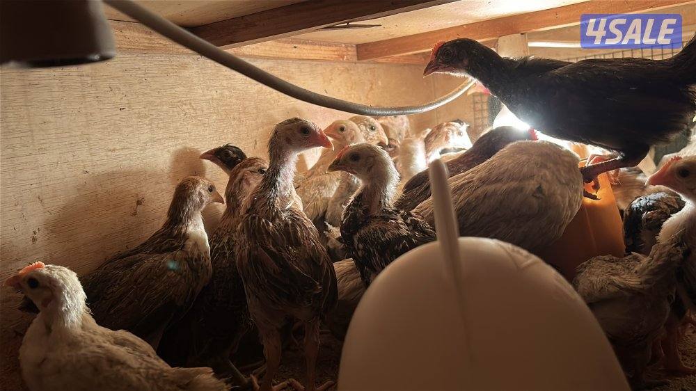 للبيع فروخ ( عربي - دندراوي - فيومي )2