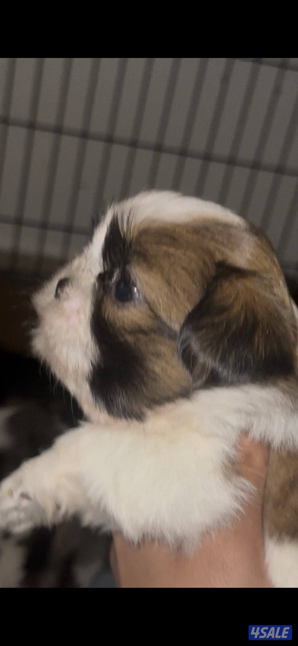 للبيع شتزو بيور1