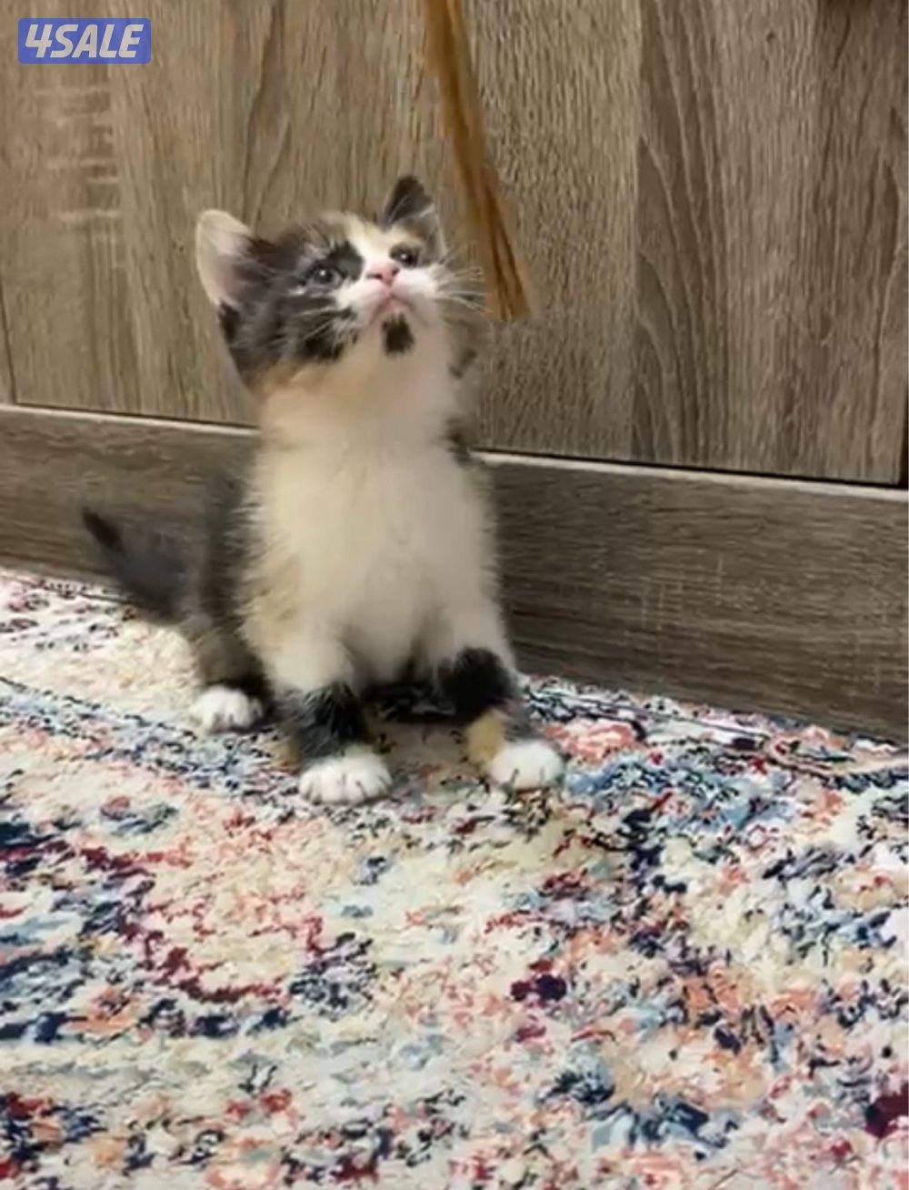 للبيع كيتنز1