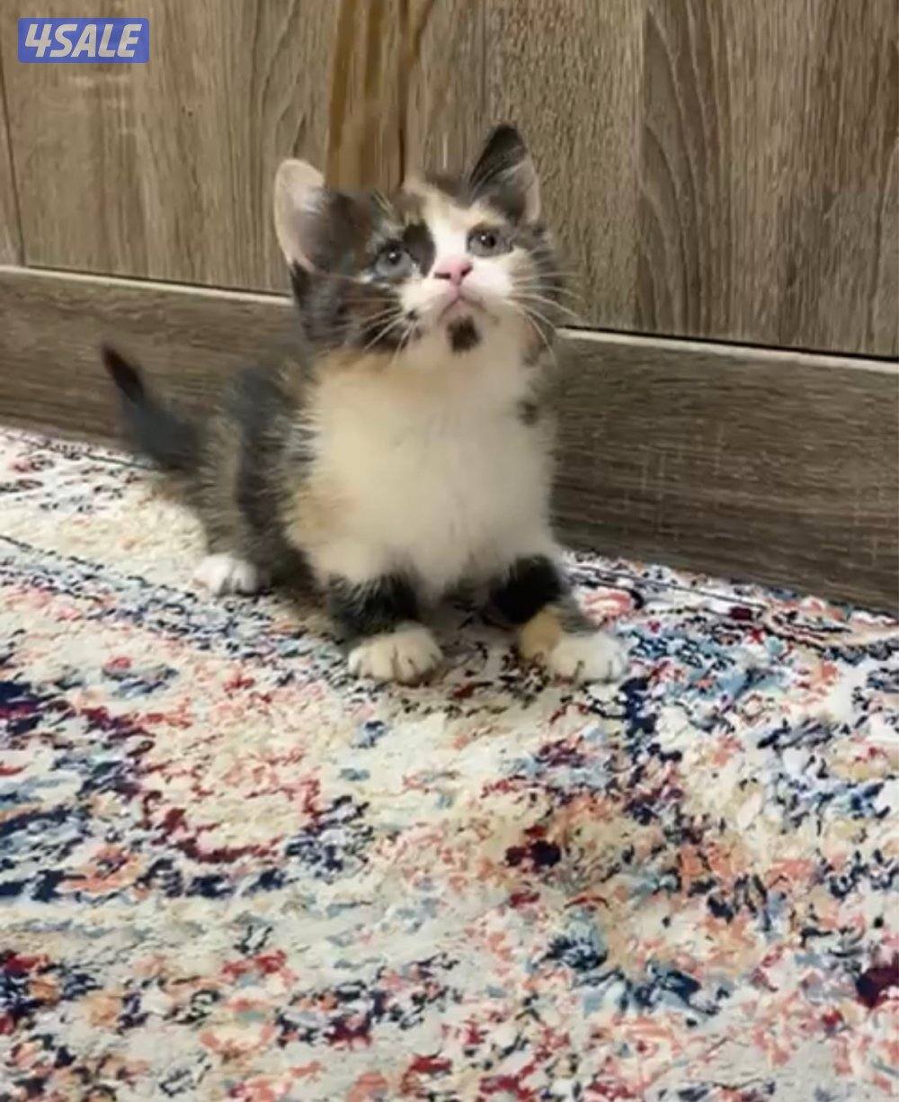 للبيع كيتنز0