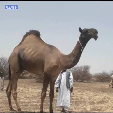 راعي ابل  سوداني خبره في سعايه الإبل0