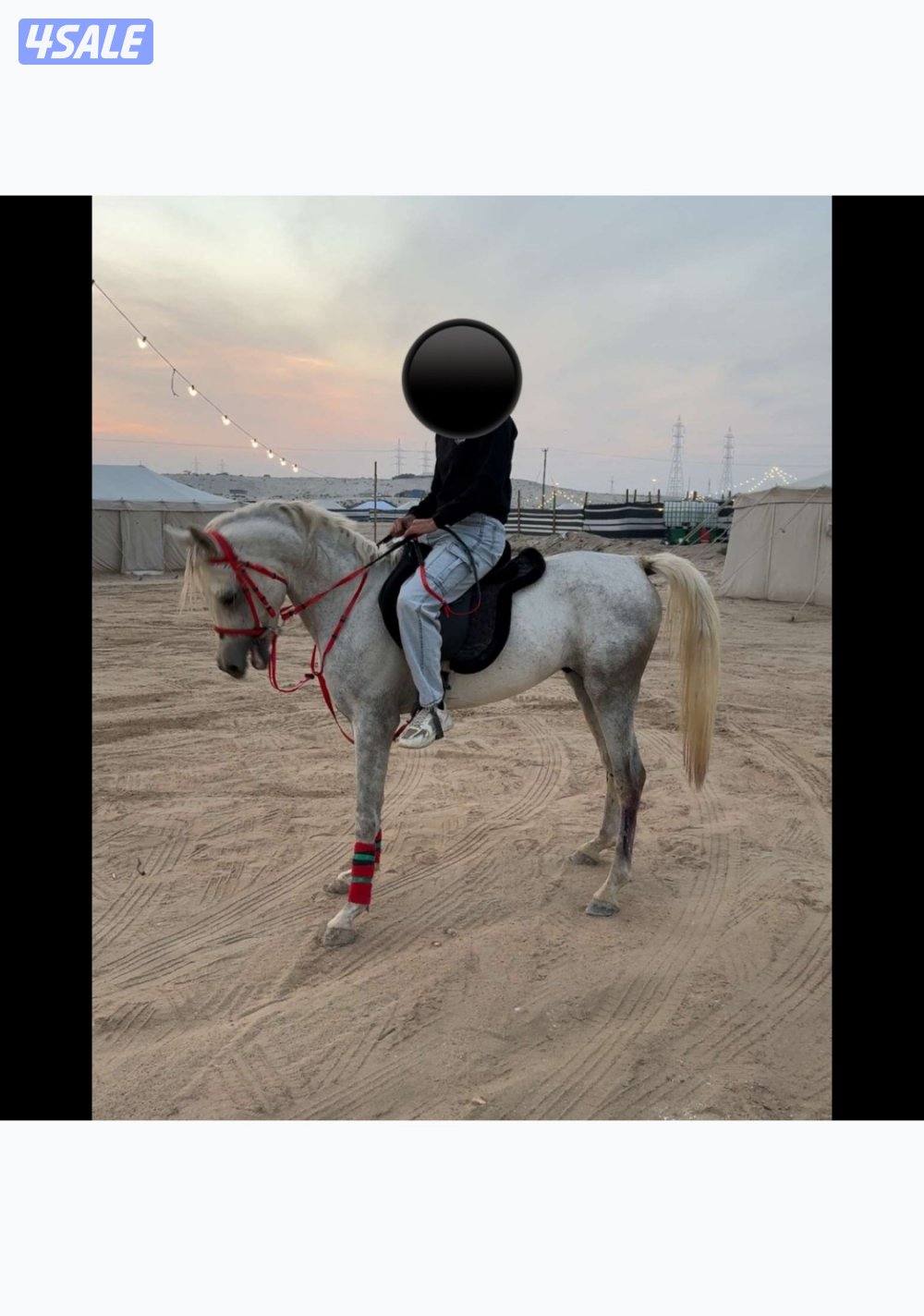 فحل مصري بيور0