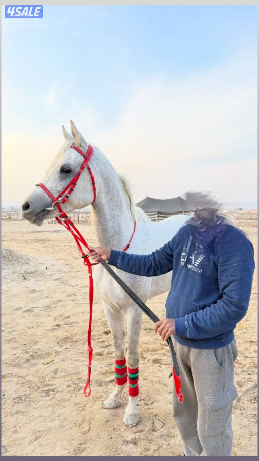 فحل مصري بيور1