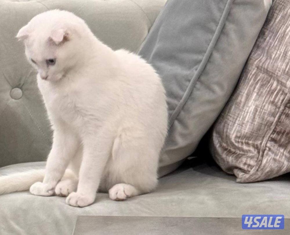 للتبني قطه For adoption0