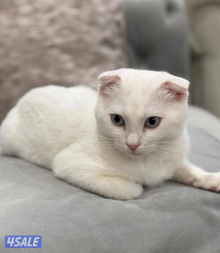 للتبني قطه For adoption1