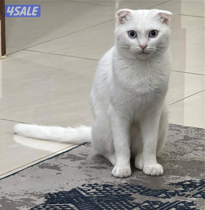 للتبني قطه For adoption2