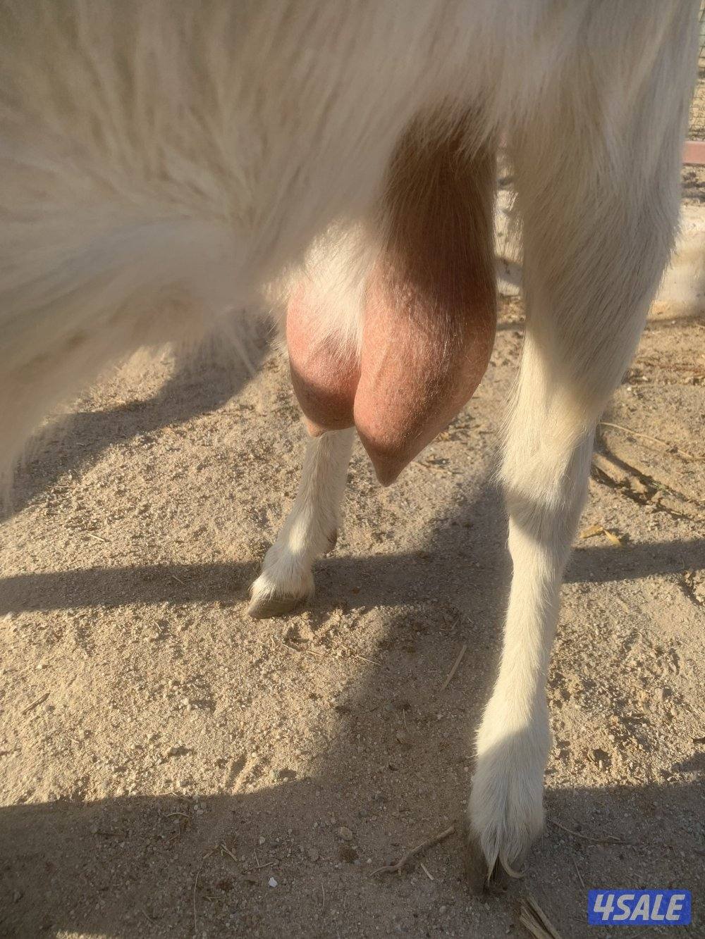 للبيع معزه حليب 🥛0