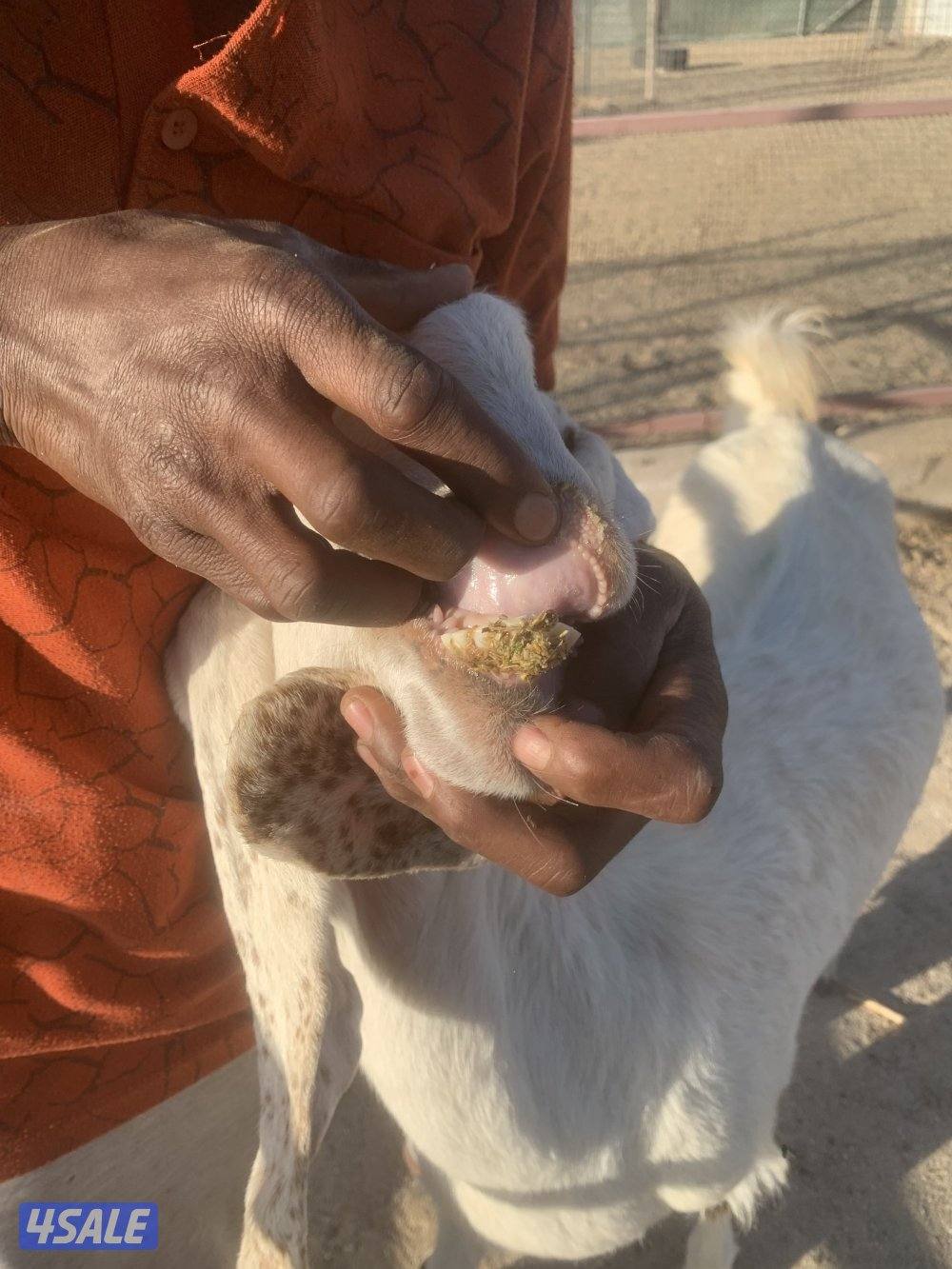 للبيع معزه حليب 🥛1