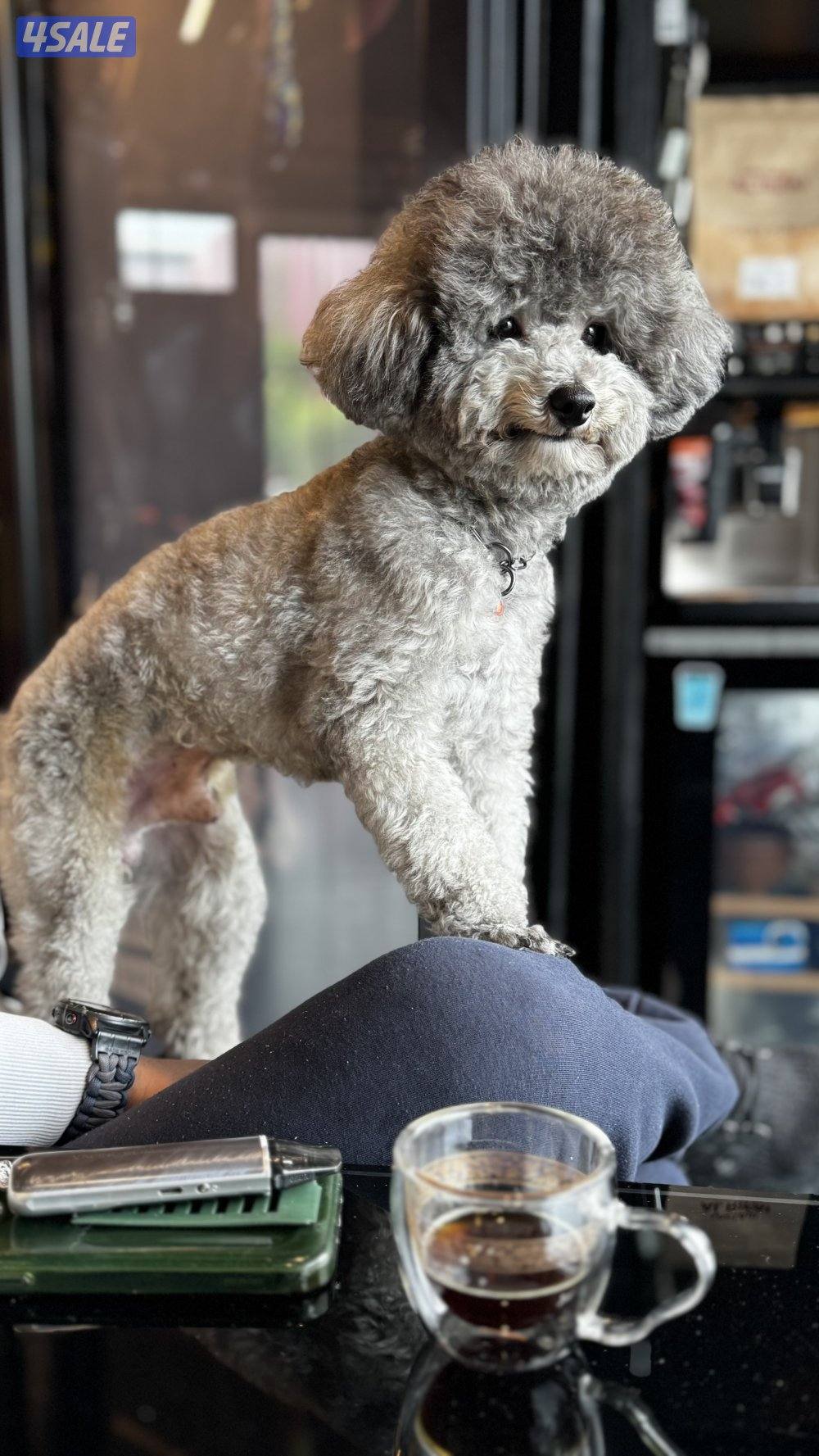 متاح للتزاوج توي بودل سلفر2