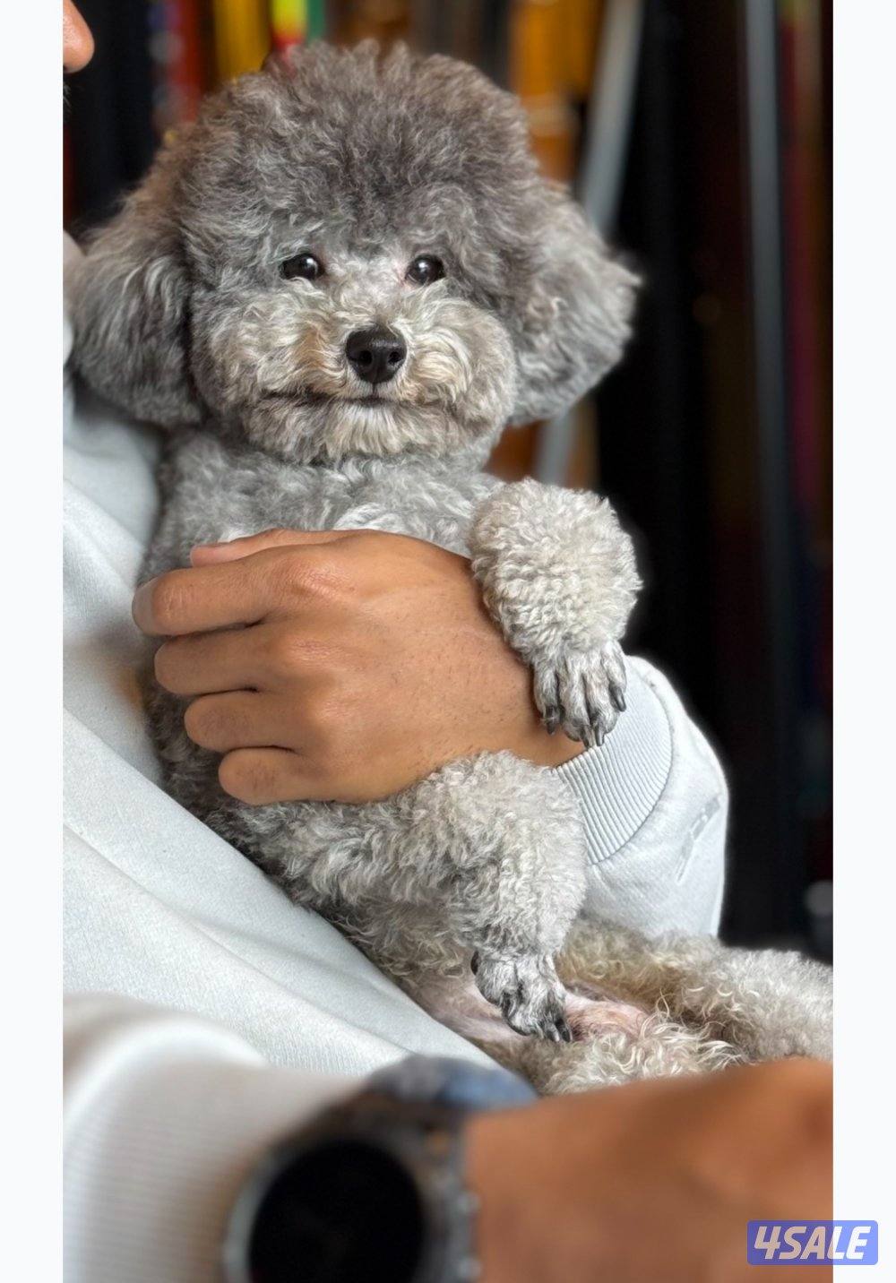 متاح للتزاوج توي بودل سلفر0