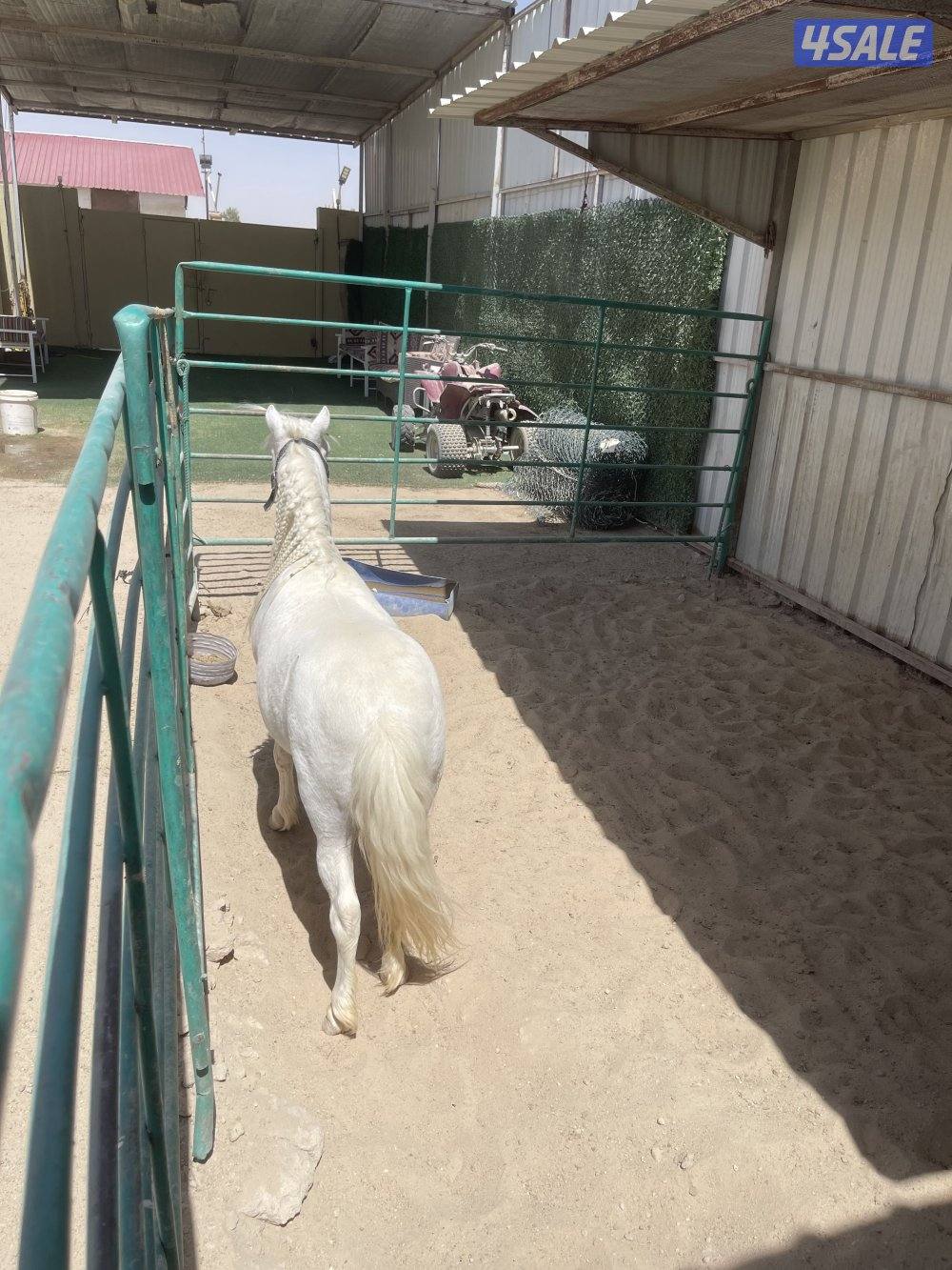 للبيع بوني فحل1