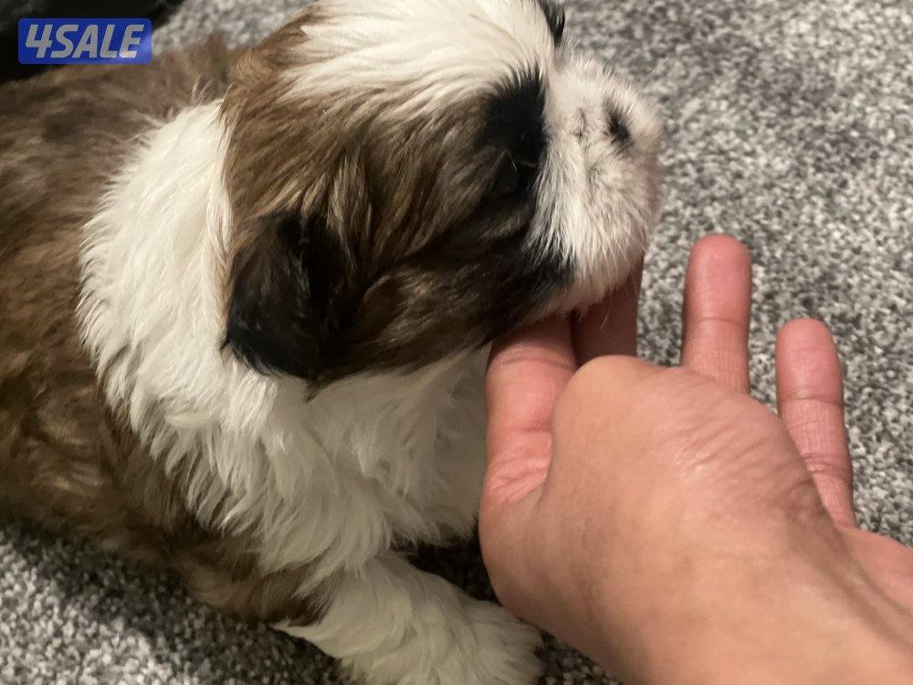 للبيع شتزو بيور0