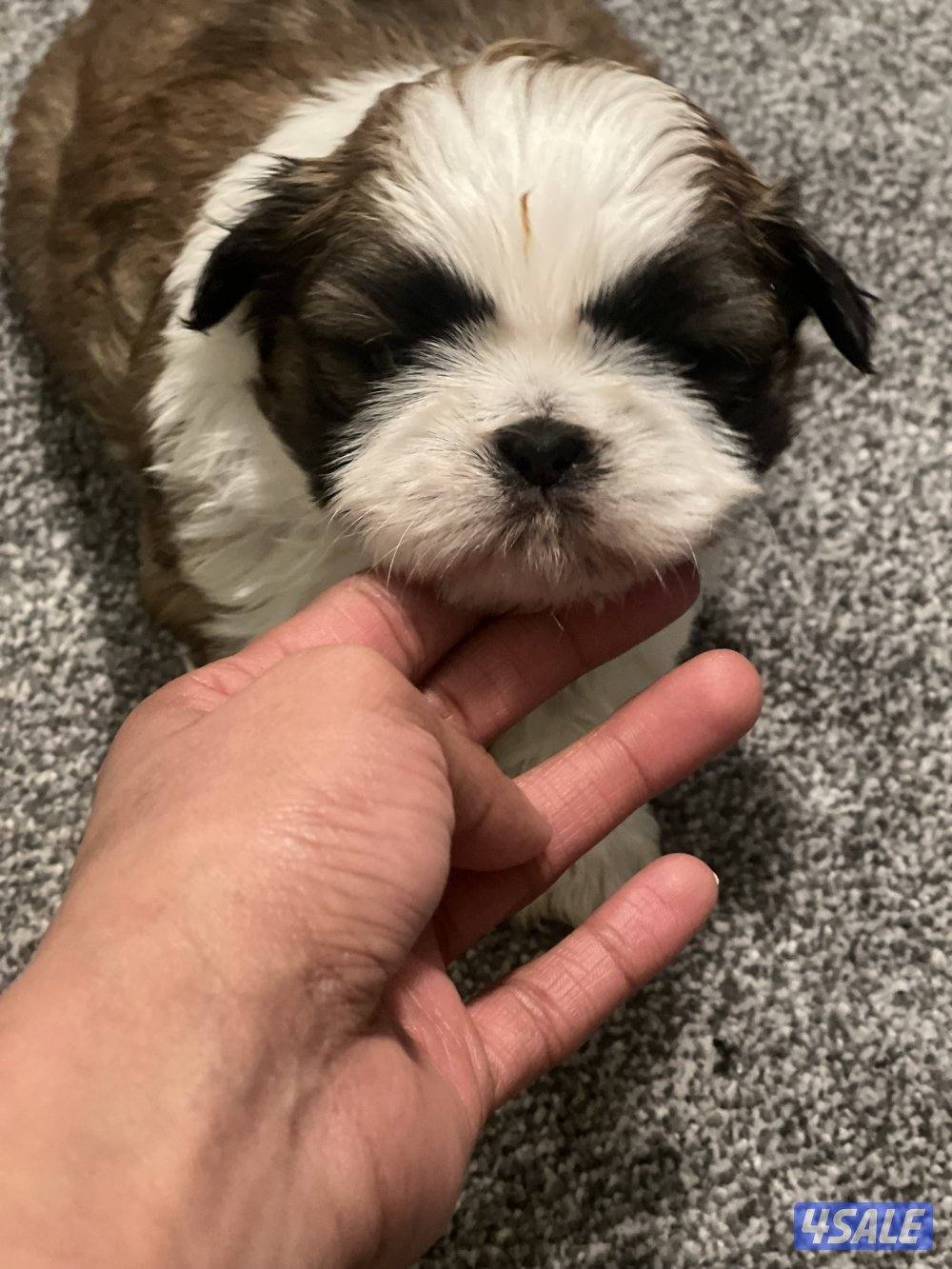 للبيع شتزو بيور1