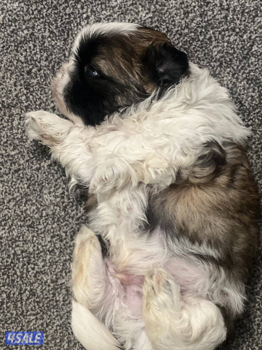 للبيع شتزو بيور2