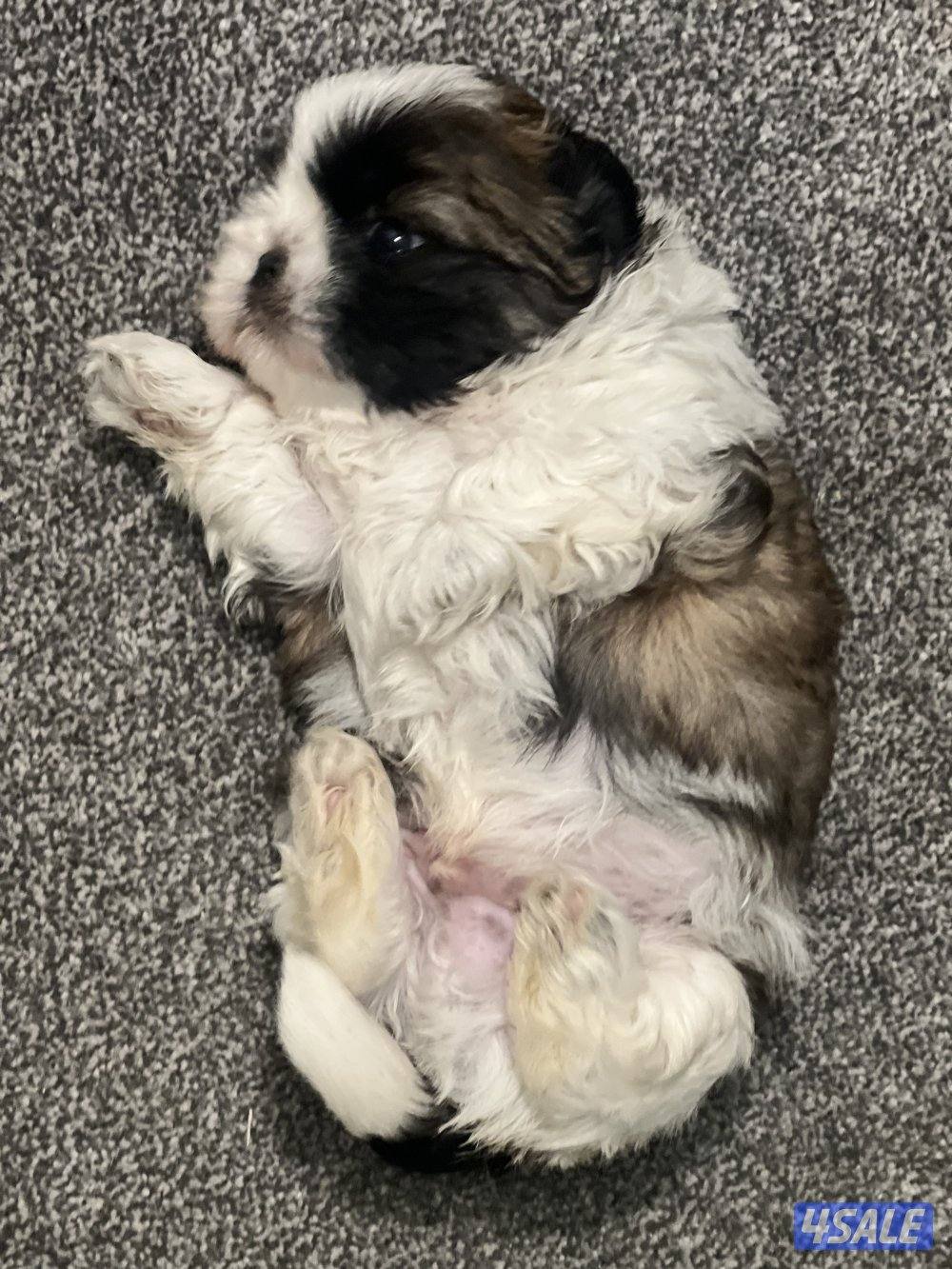 للبيع شتزو بيور3