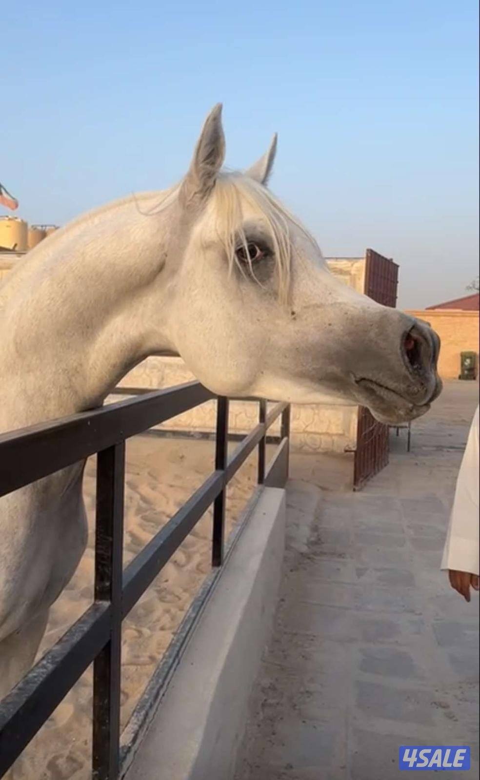 حصان مصري بيع بلدي بسس مشكله في بيت العرب0