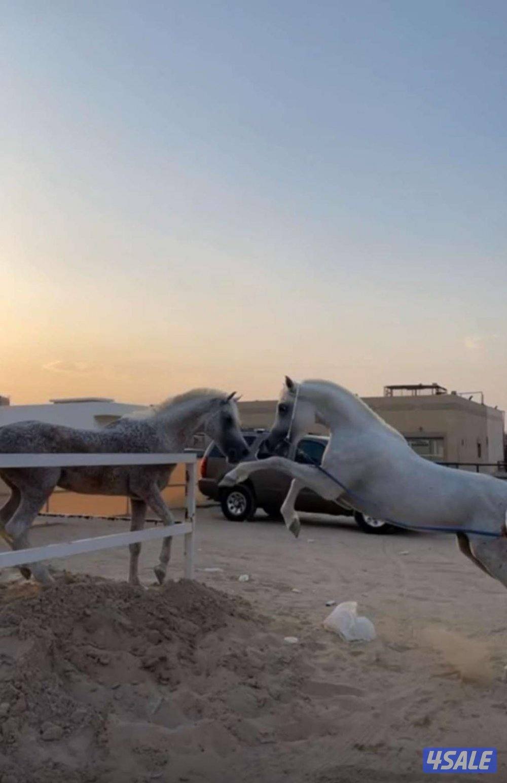 حصان مصري بيع بلدي بسس مشكله في بيت العرب1