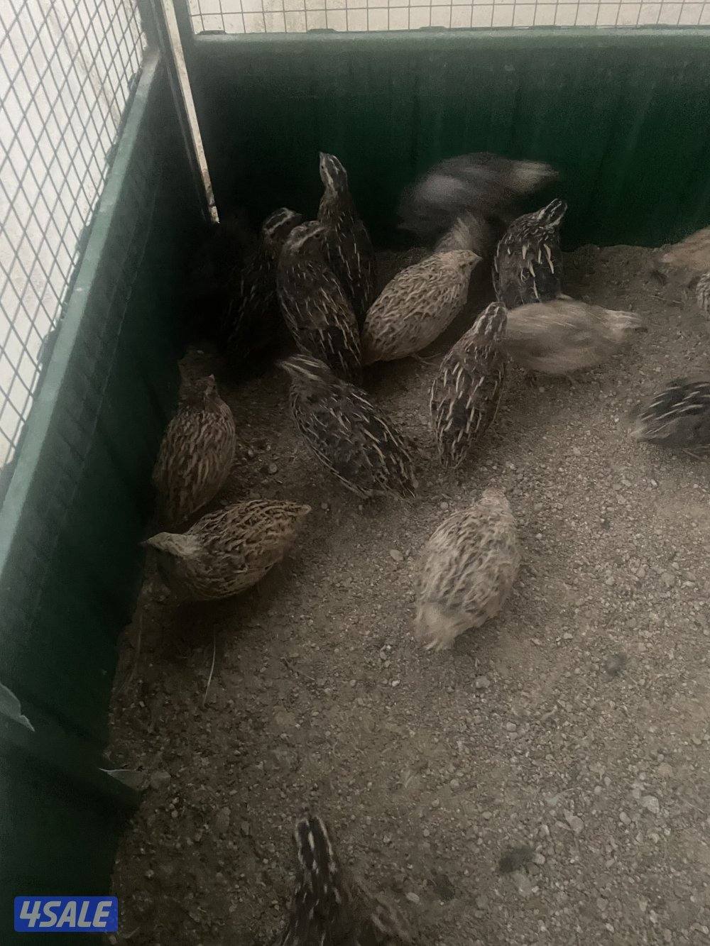 فري امريكي12