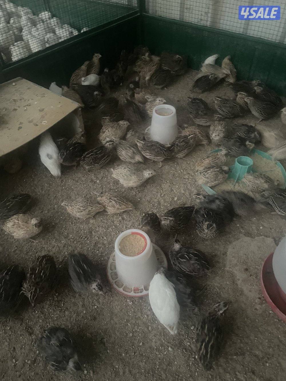 فري امريكي13