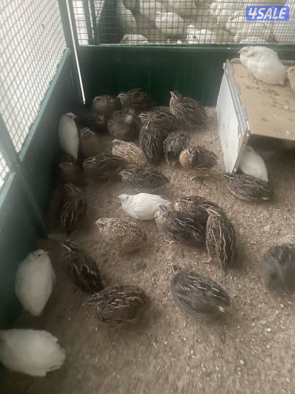 فري امريكي14