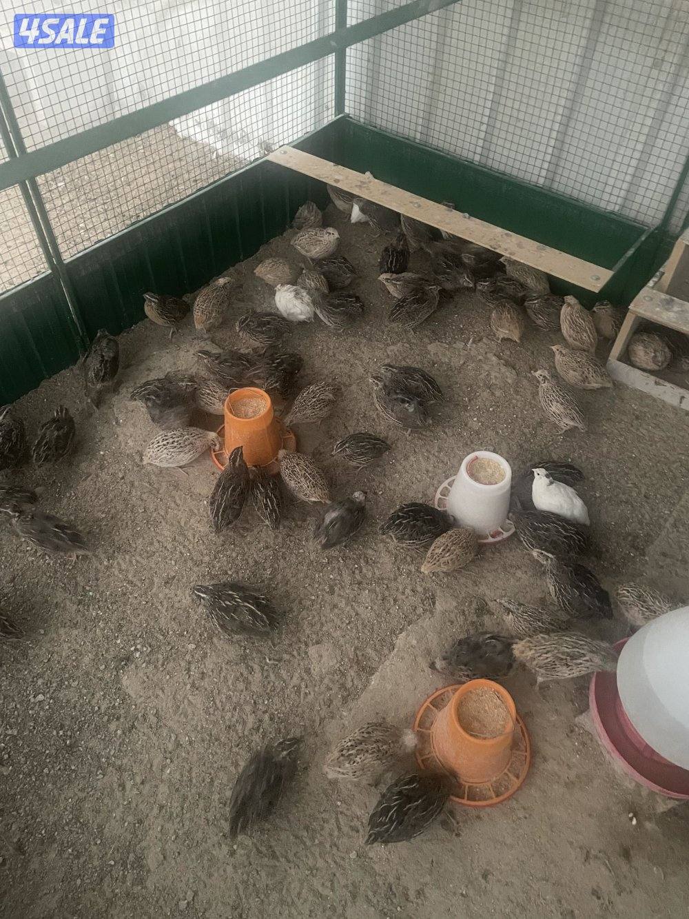 فري امريكي15