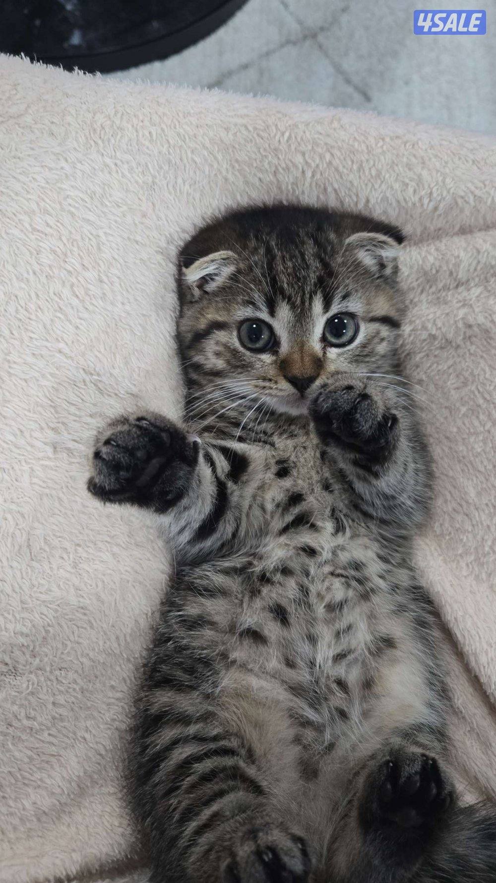 للبيع قطة سكوتش فولد - Scottish fold kitten for sale1