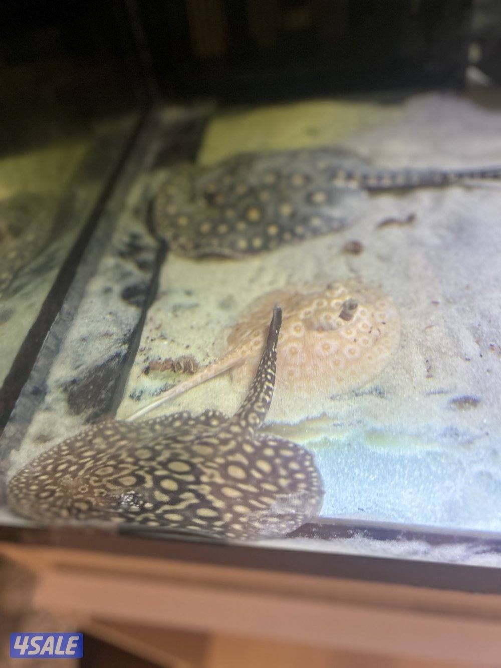 لخمه البينو مستوا صعب نثيه2