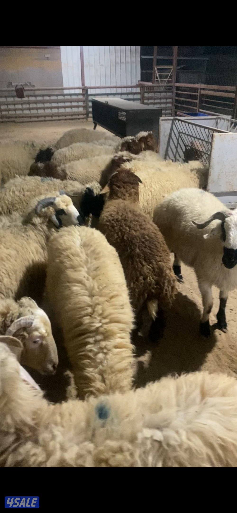 طليان وتمايم شفالي0