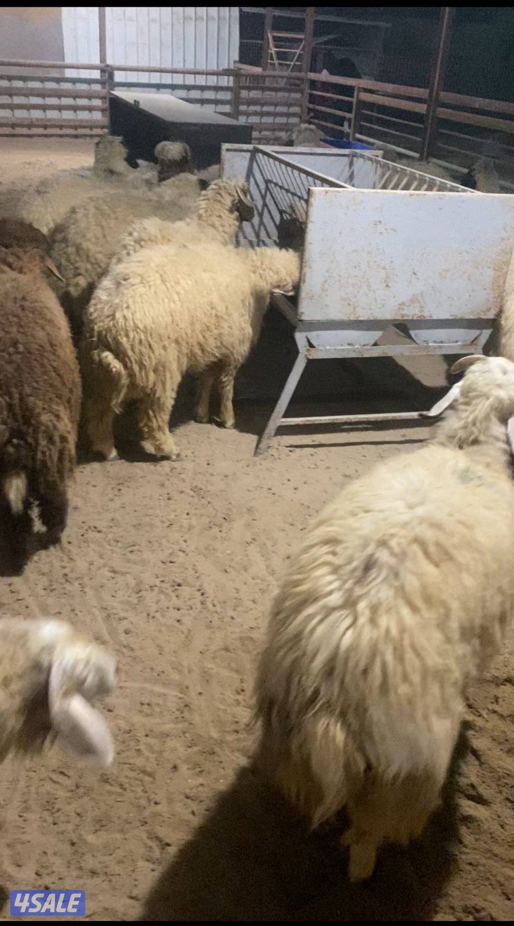 طليان وتمايم شفالي1