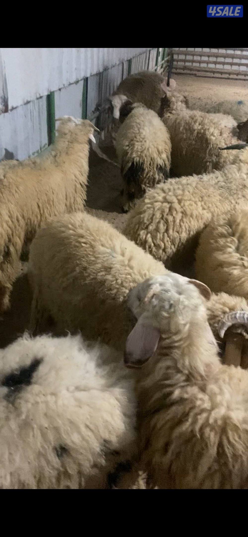 طليان وتمايم شفالي3