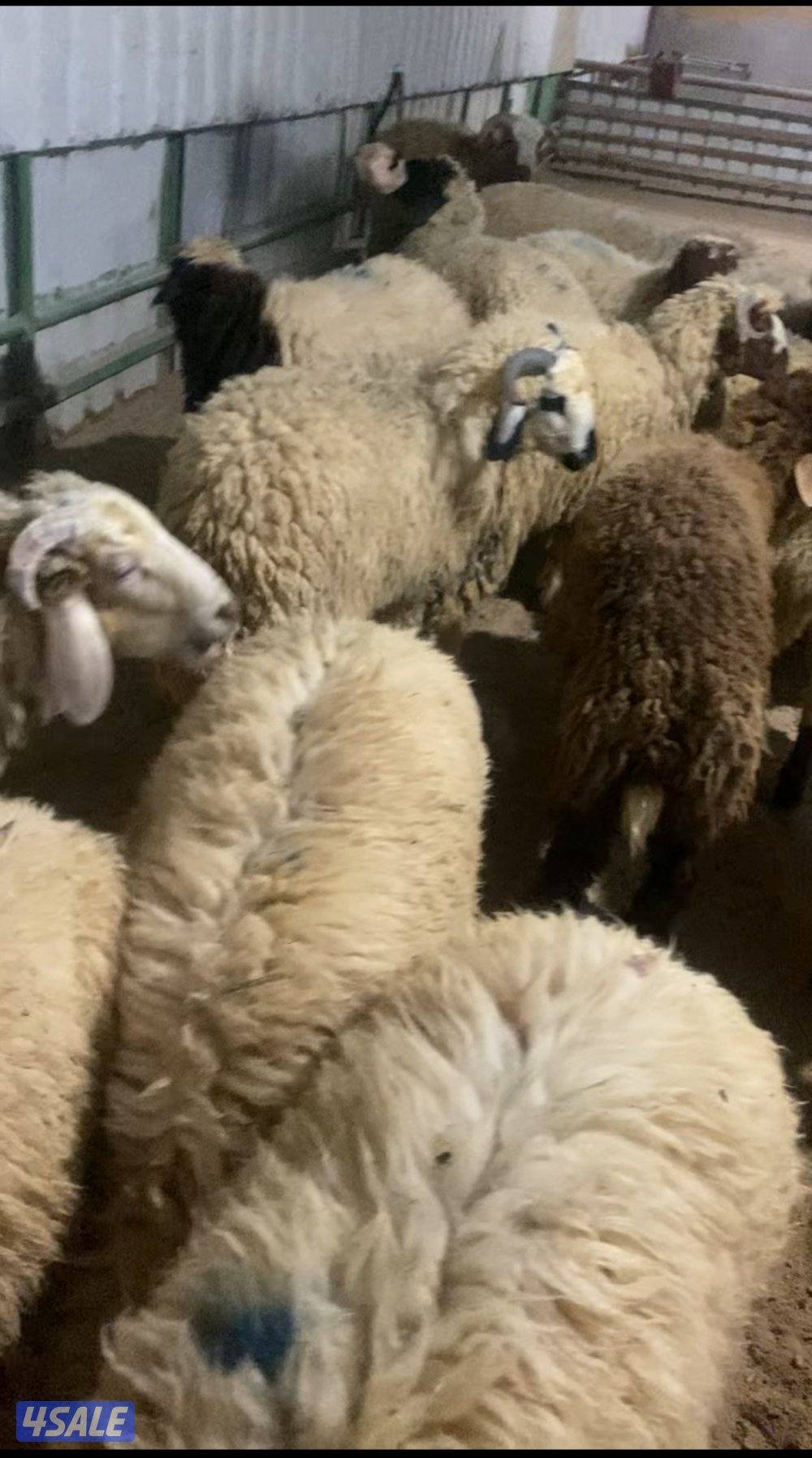 طليان وتمايم شفالي4