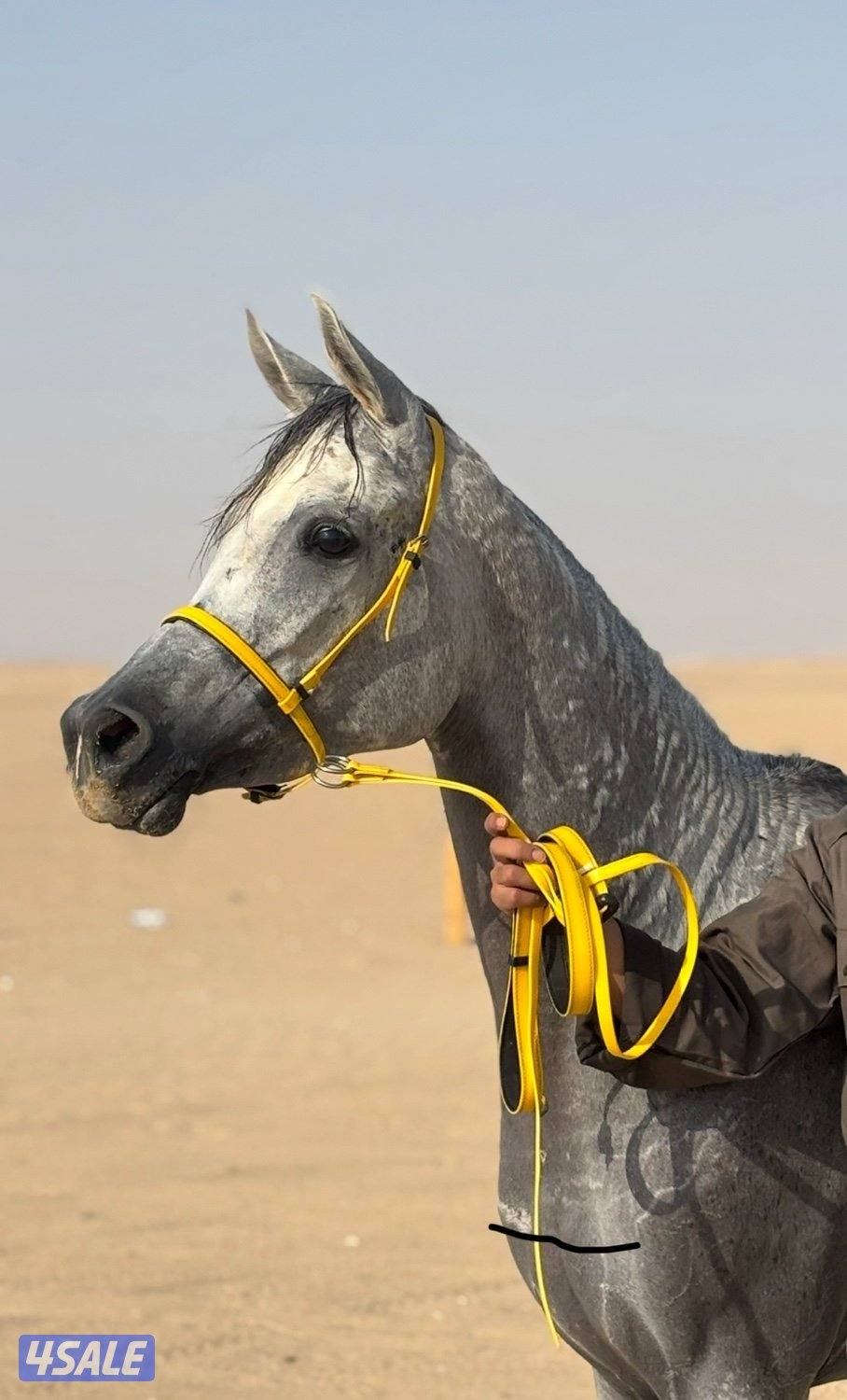 مصريه بيور ✨1