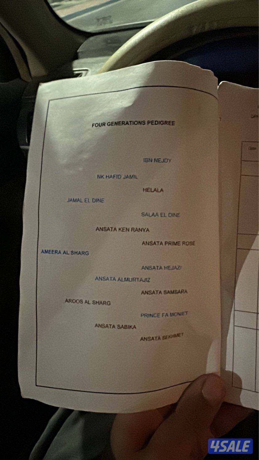 مصريه بيور ✨2