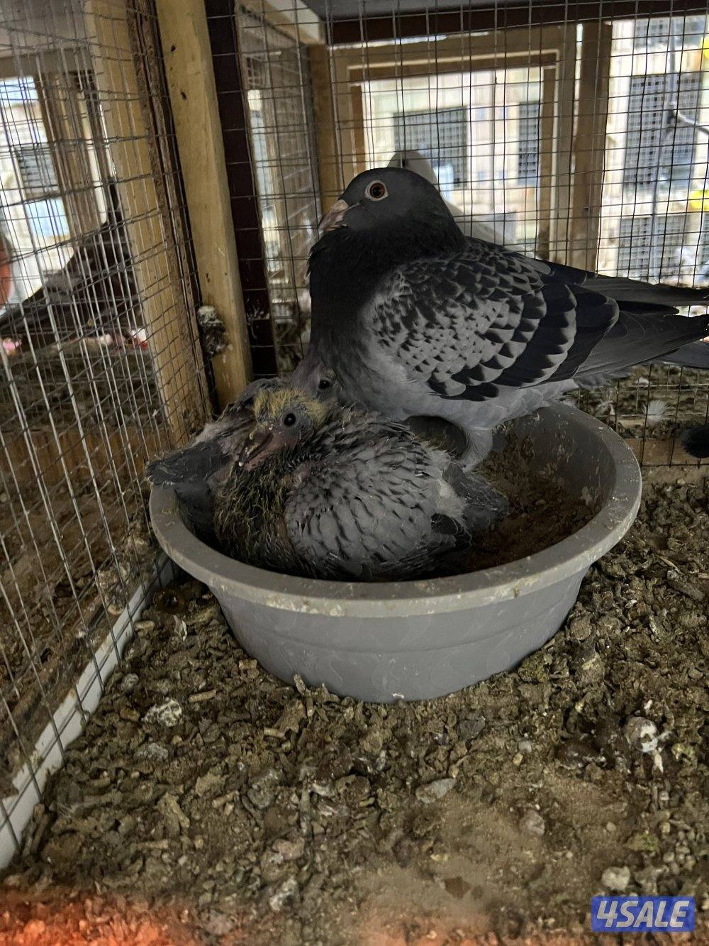 للبيع: فروخ زاجل + بط مصري للاكل1