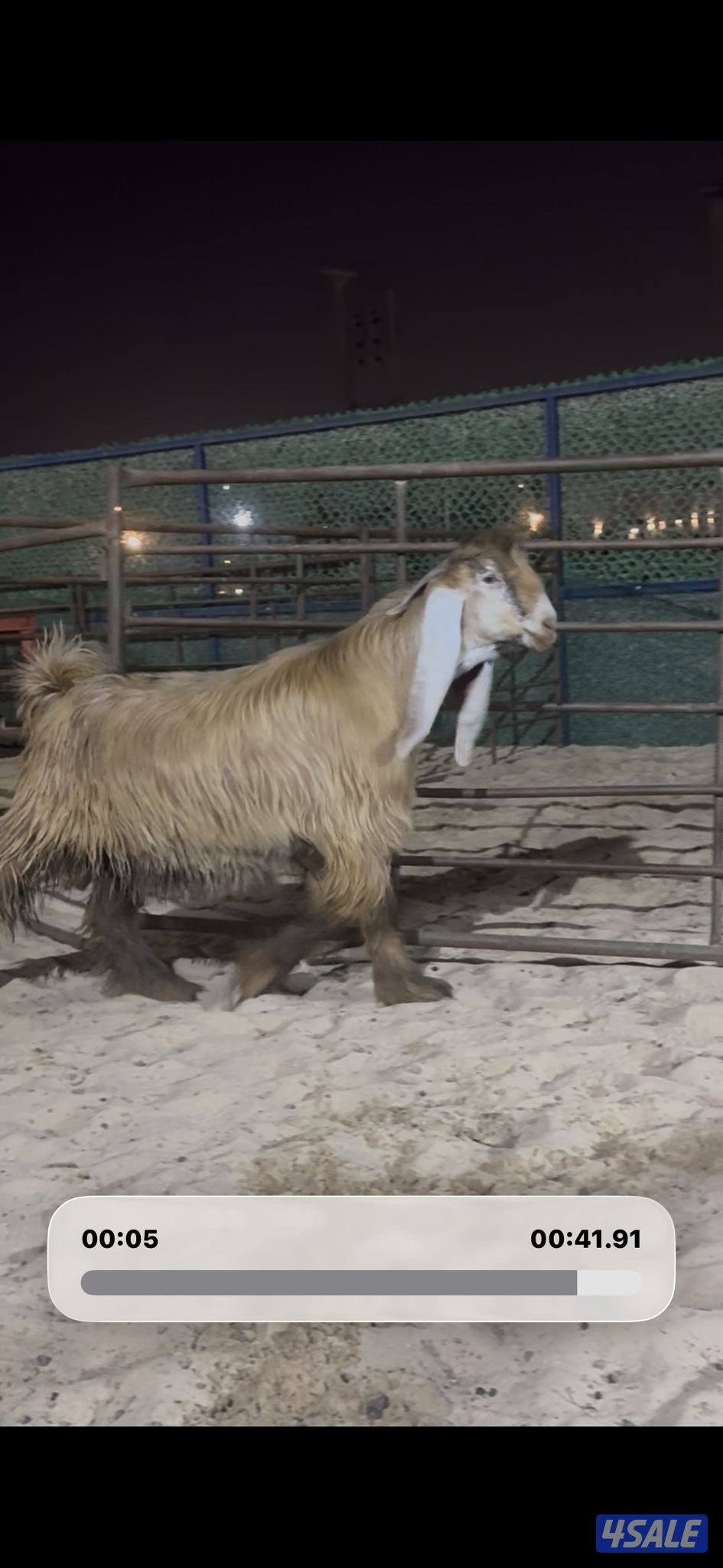 جذع عارضي كريمي خصم0