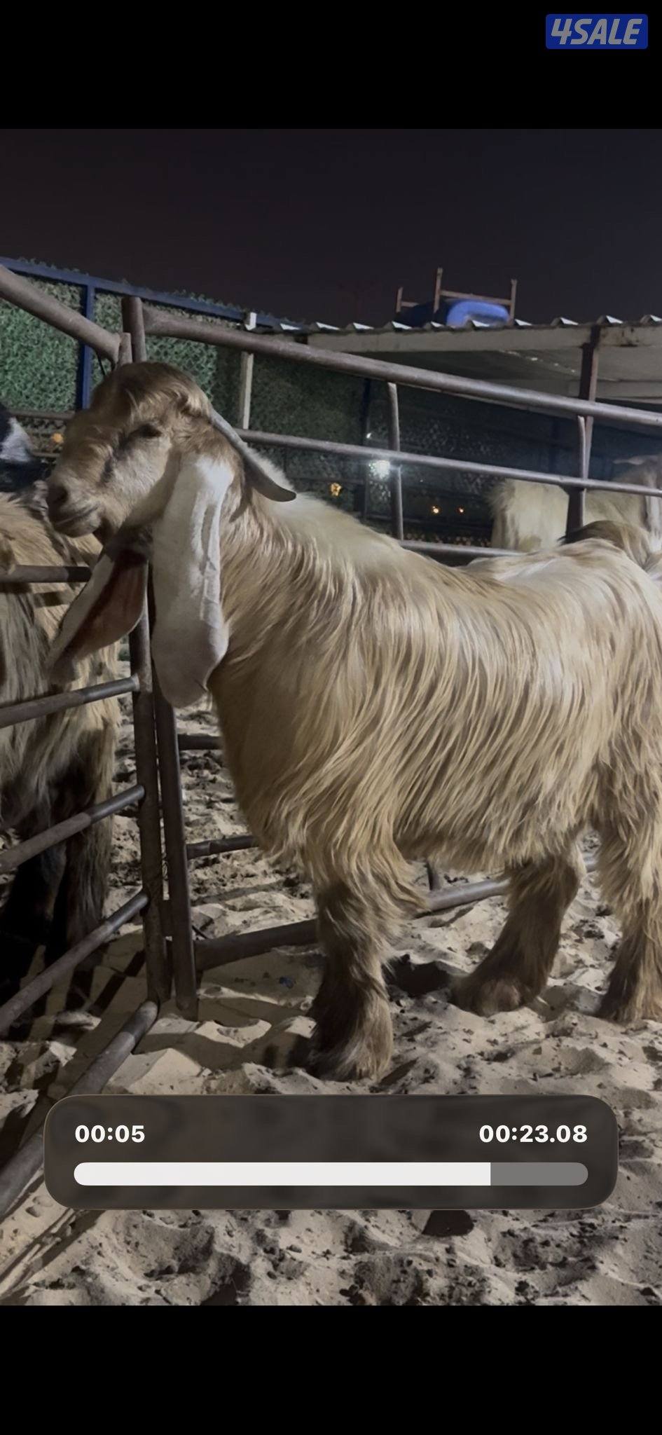 جذع عارضي كريمي خصم1