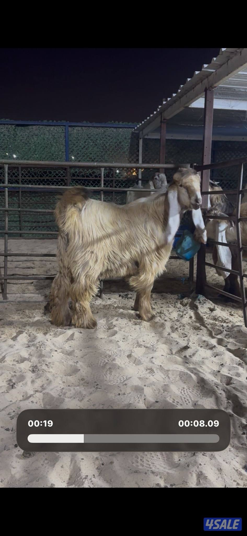 جذع عارضي كريمي خصم3