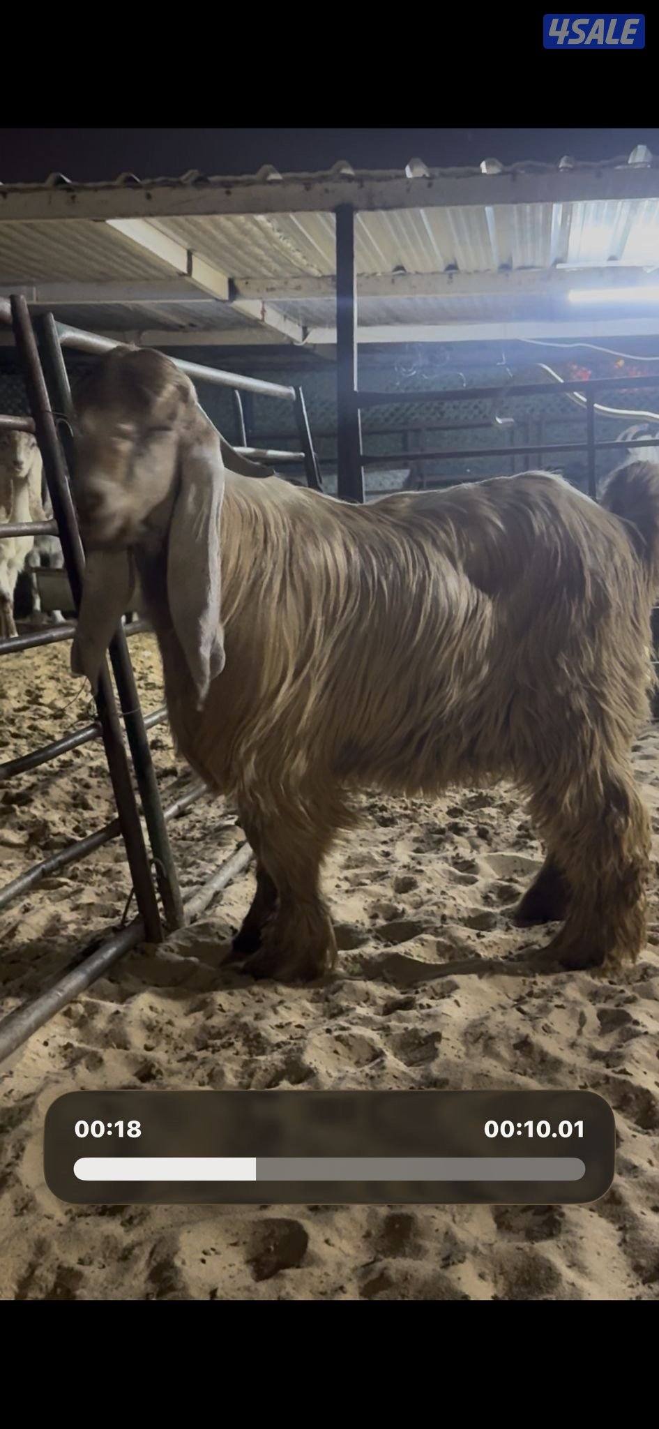 جذع عارضي كريمي خصم4