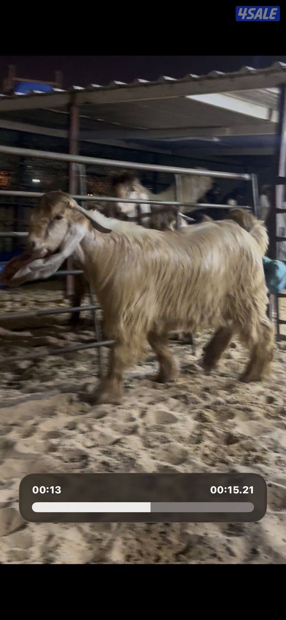 جذع عارضي كريمي خصم5