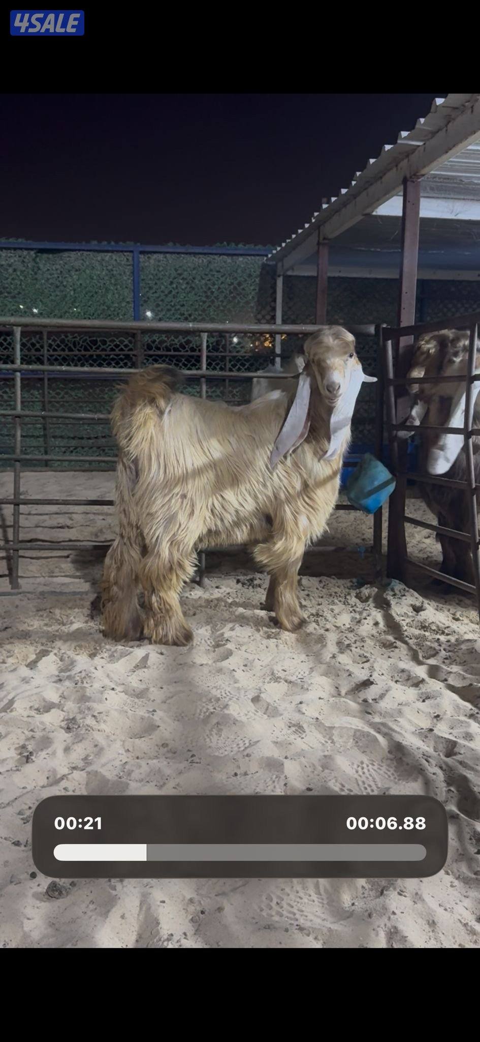 جذع عارضي كريمي خصم7