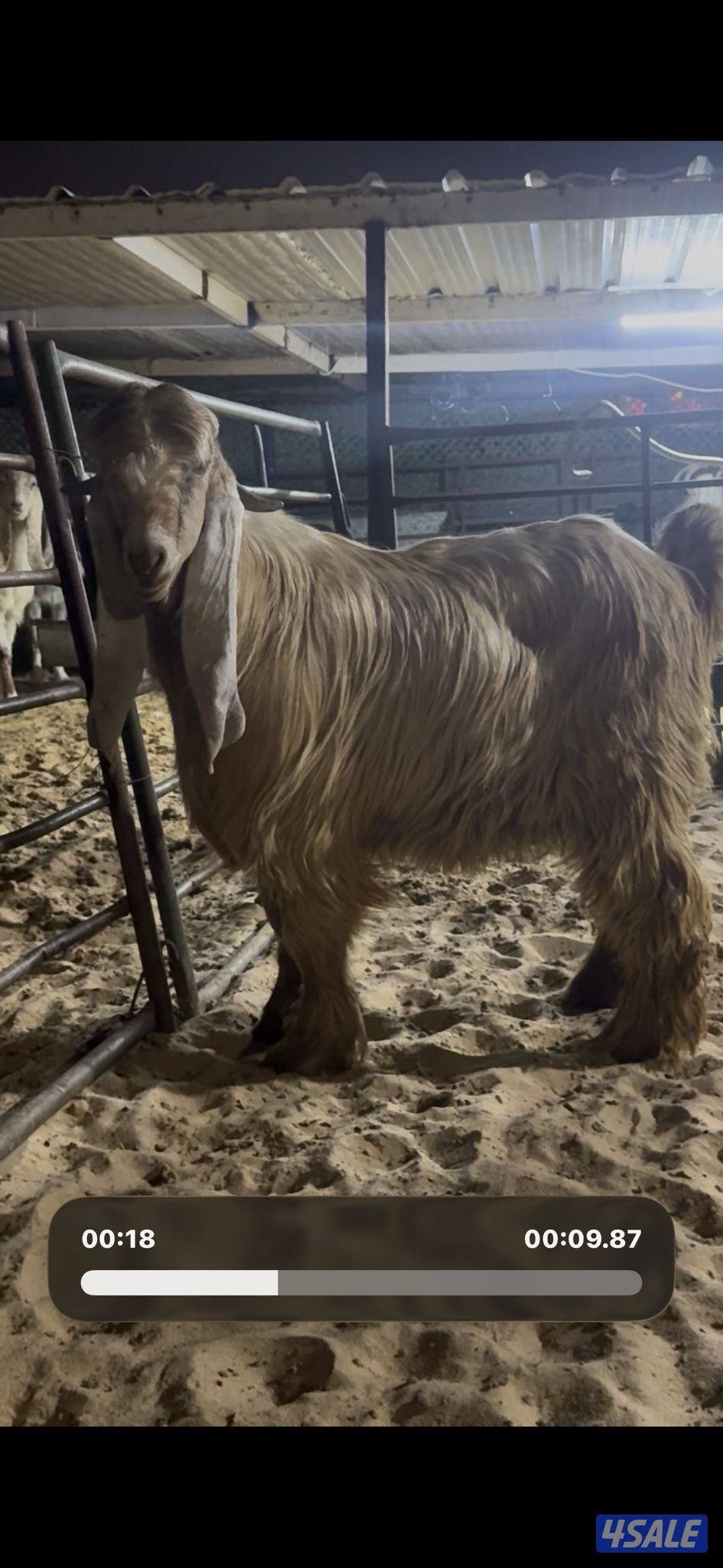 جذع عارضي كريمي خصم6