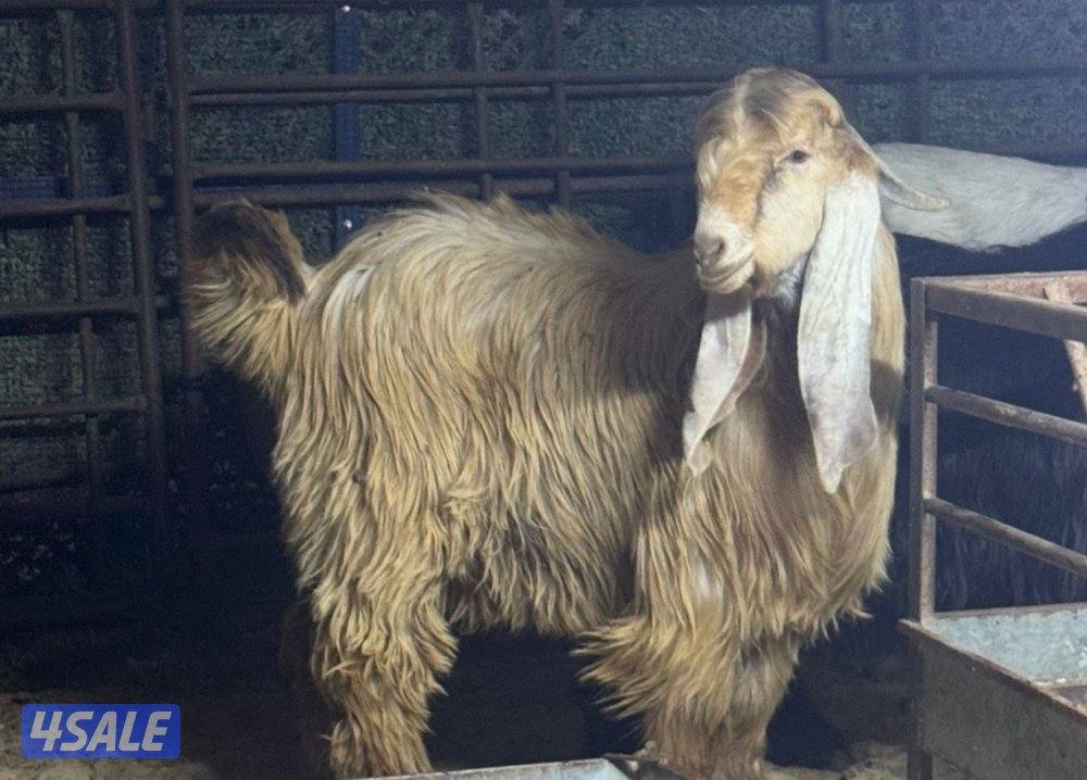 جذع عارضي كريمي خصم8