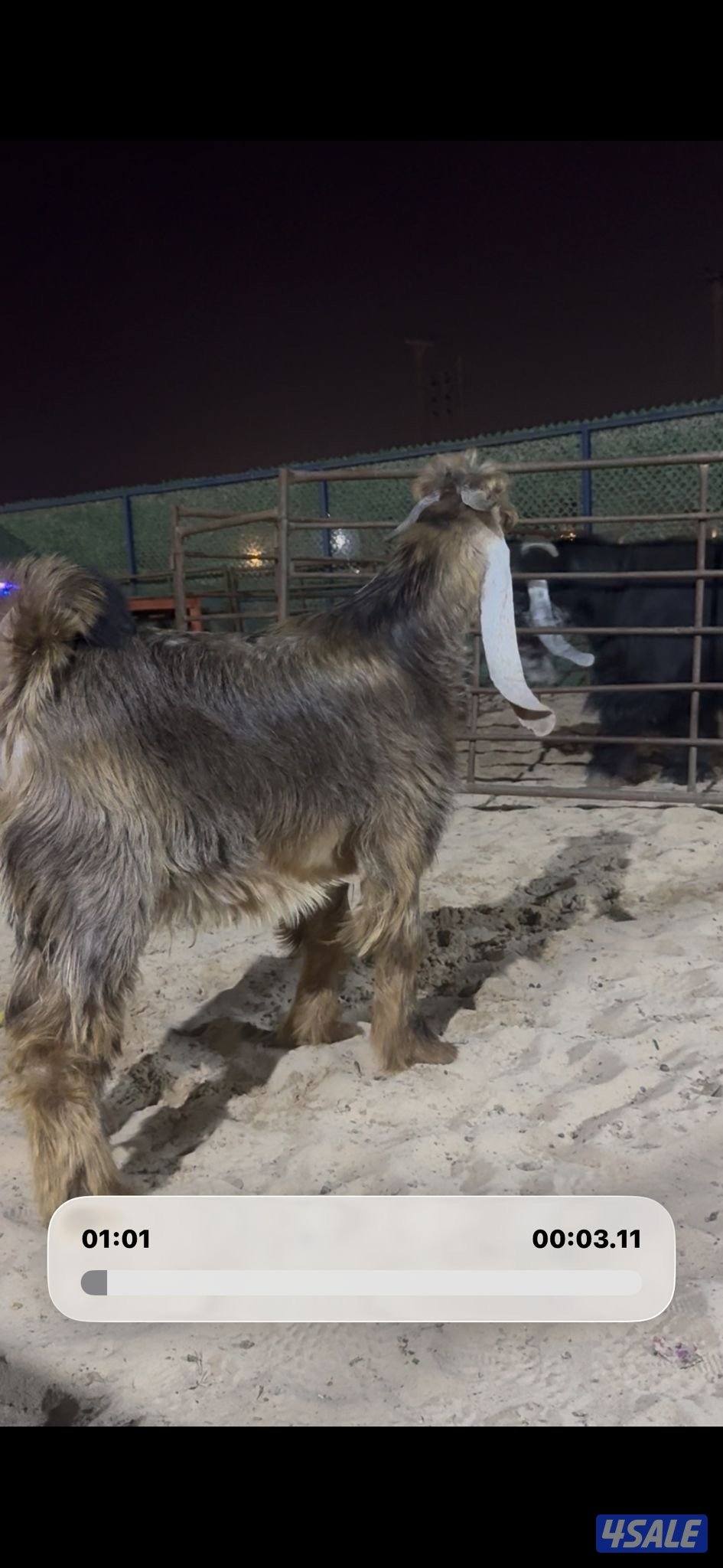 جذع عارضي كريمي0