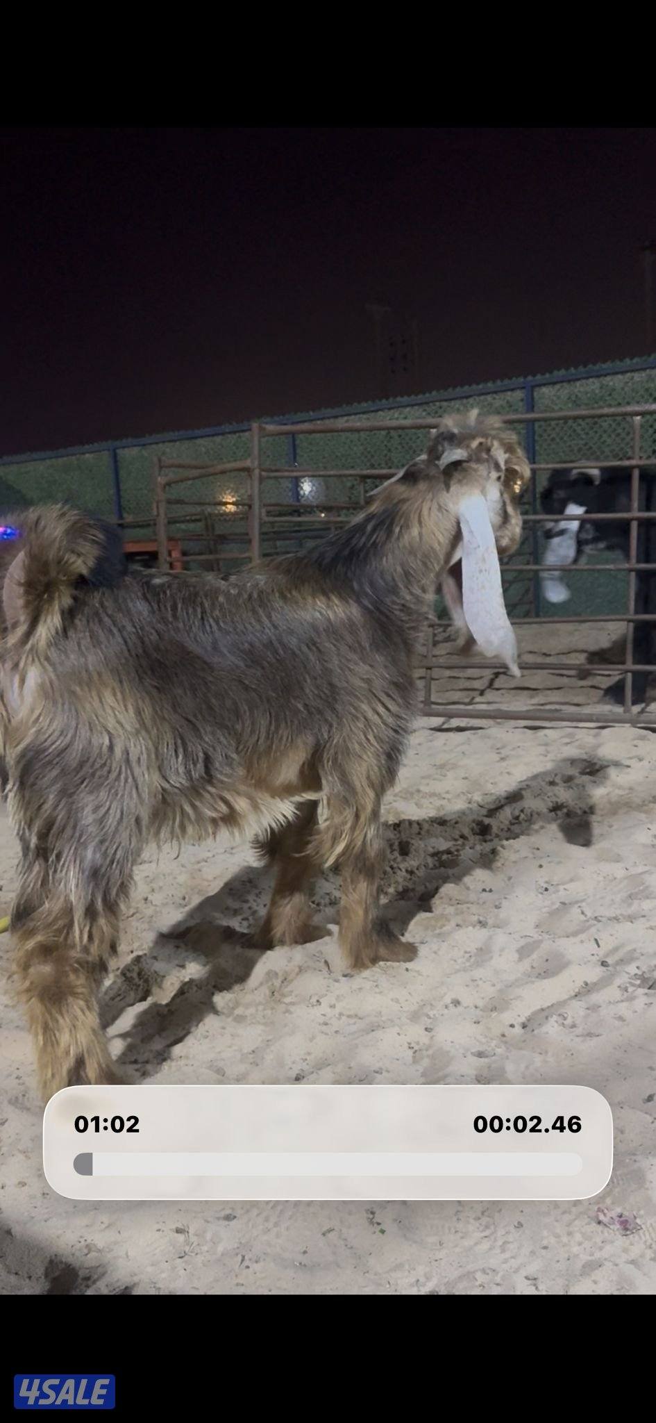 جذع عارضي كريمي1